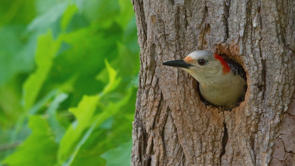 Red-bellied Woodpecker - ML452607041