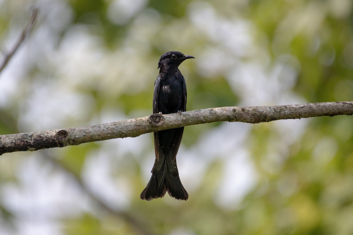 Square-tailed Drongo-Cuckoo - Pete Harvey