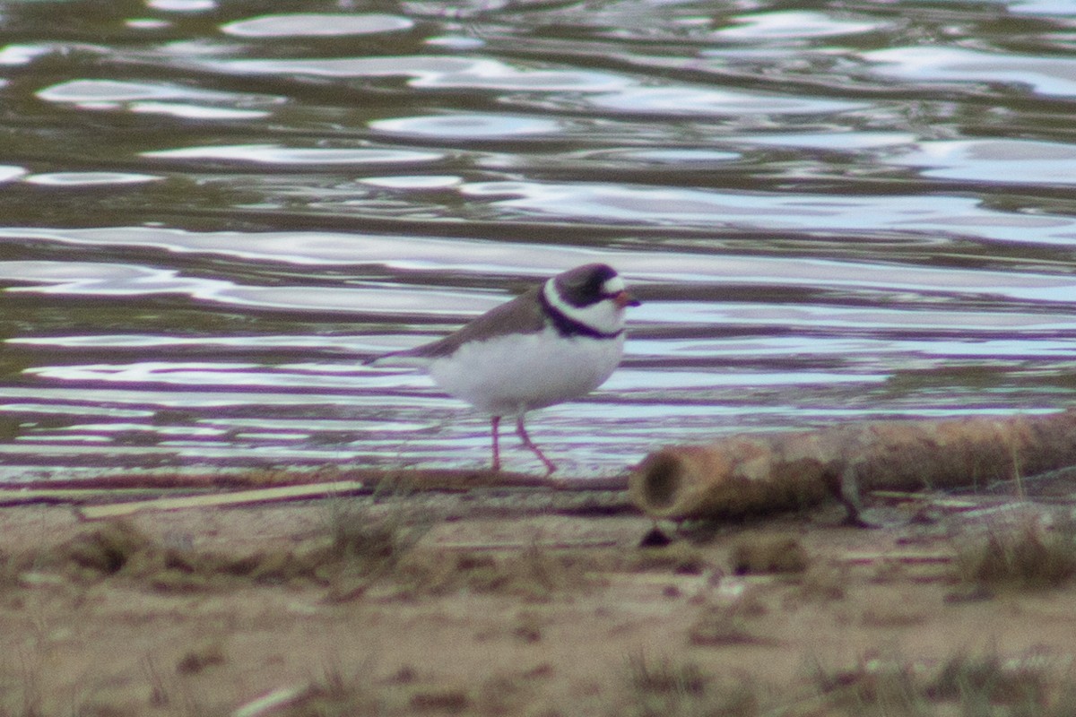 Semipalmated Plover - ML452609581