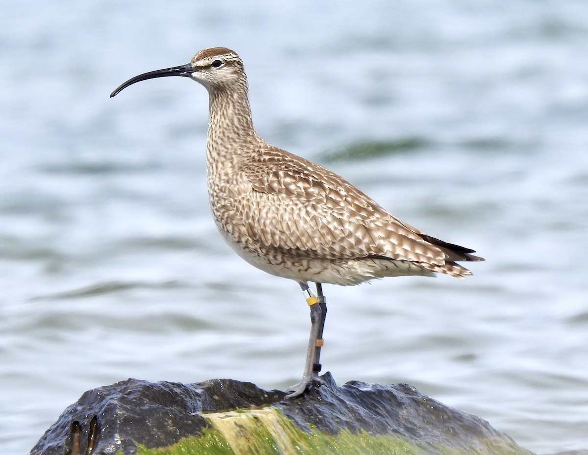 Whimbrel - Mitchell Barry