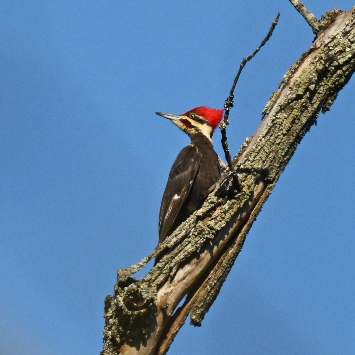 Pileated Woodpecker - Sebastian Herzog