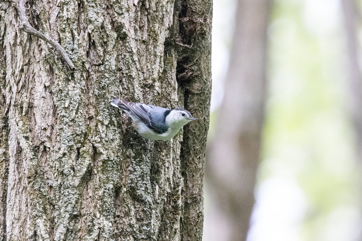 White-breasted Nuthatch (Eastern) - Bruno Arantes de Andrade Bueno
