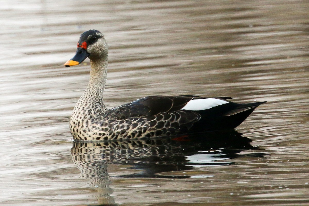 Indian Spot-billed Duck - ML45262991