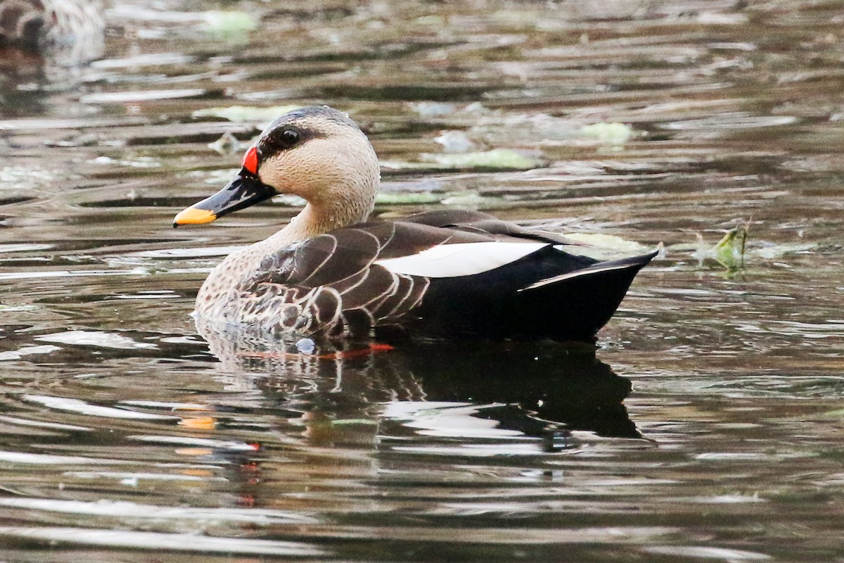 Indian Spot-billed Duck - Michael Weaver