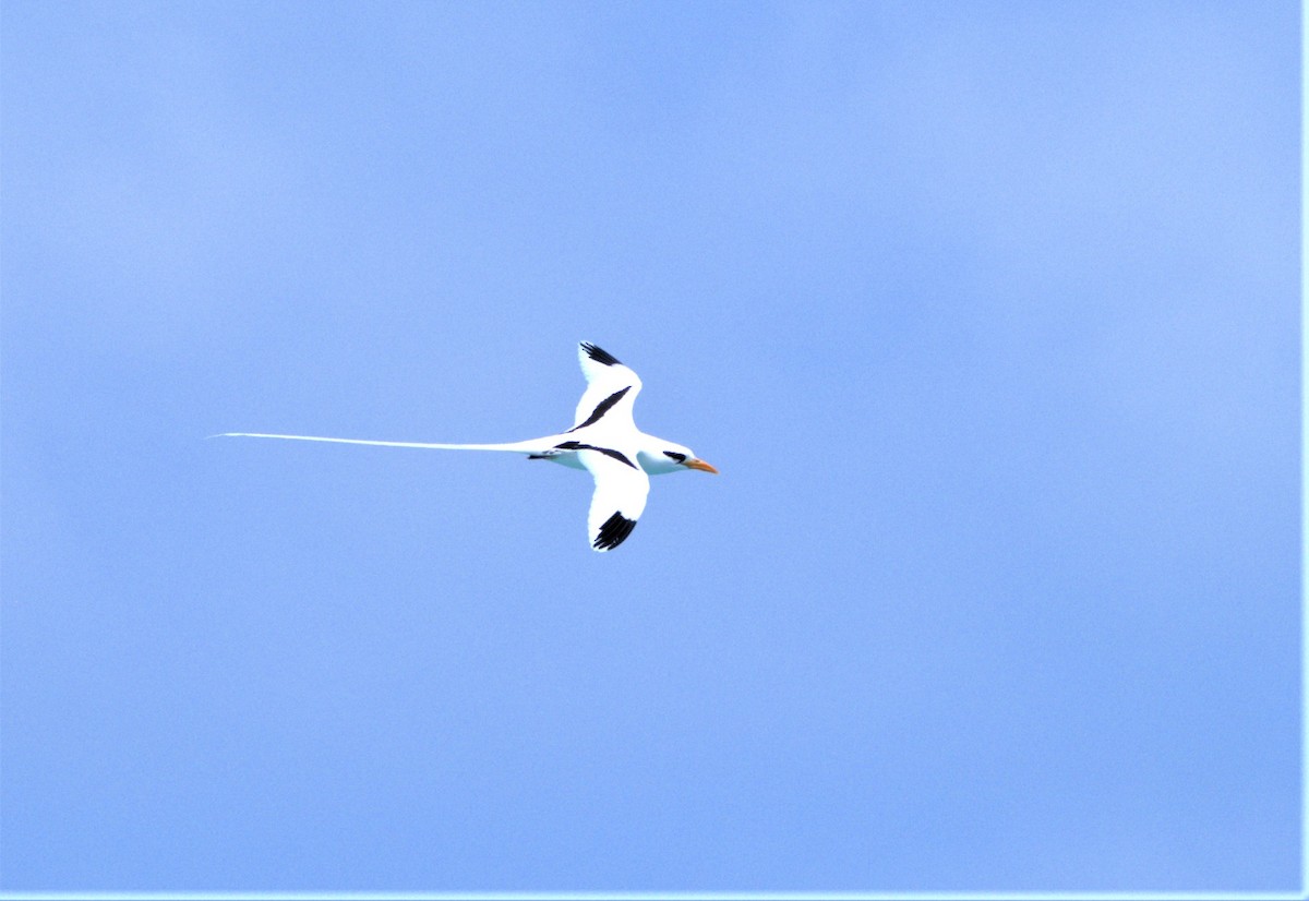 White-tailed Tropicbird - ML452632921