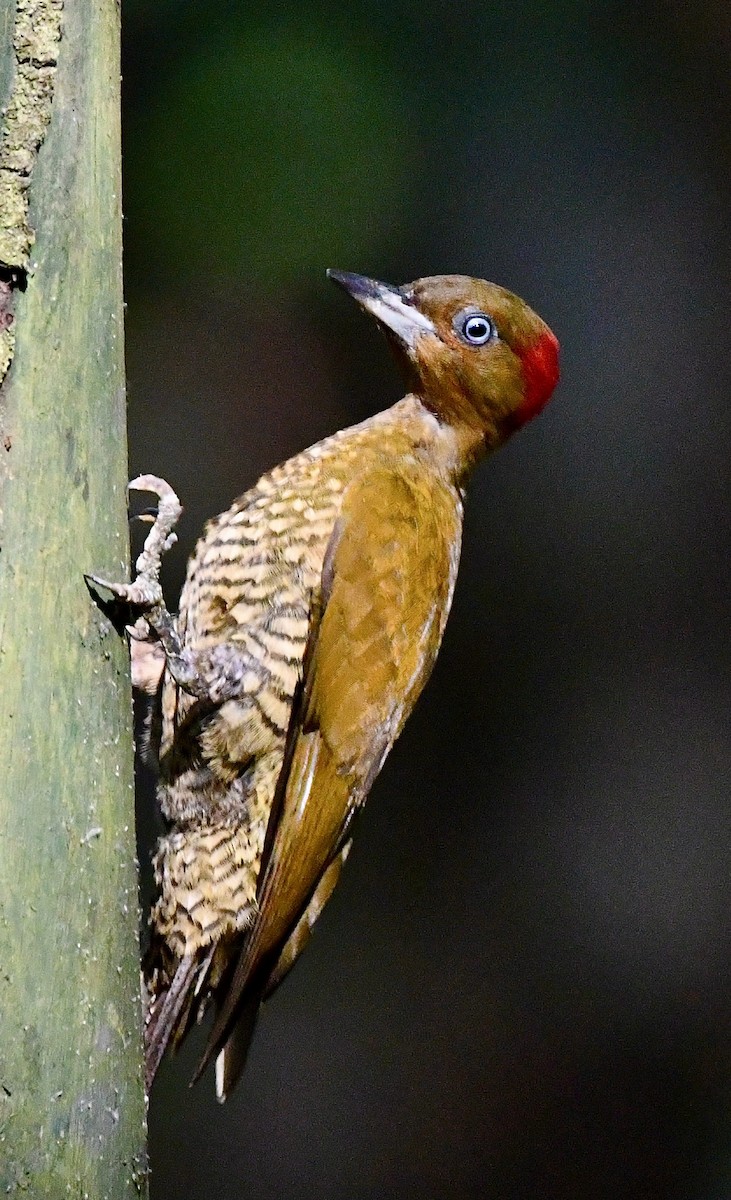 Rufous-winged Woodpecker - ML452633051