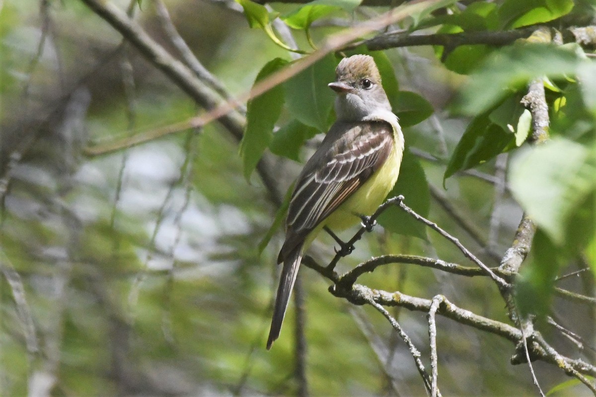 Great Crested Flycatcher - ML452635381