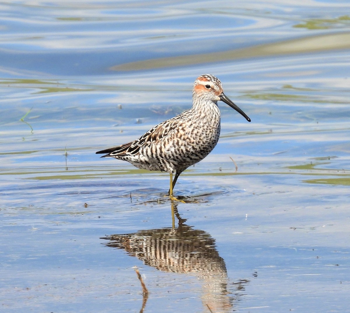 eBird Checklist 23 May 2022 Broadview Pond and (town) 53 species