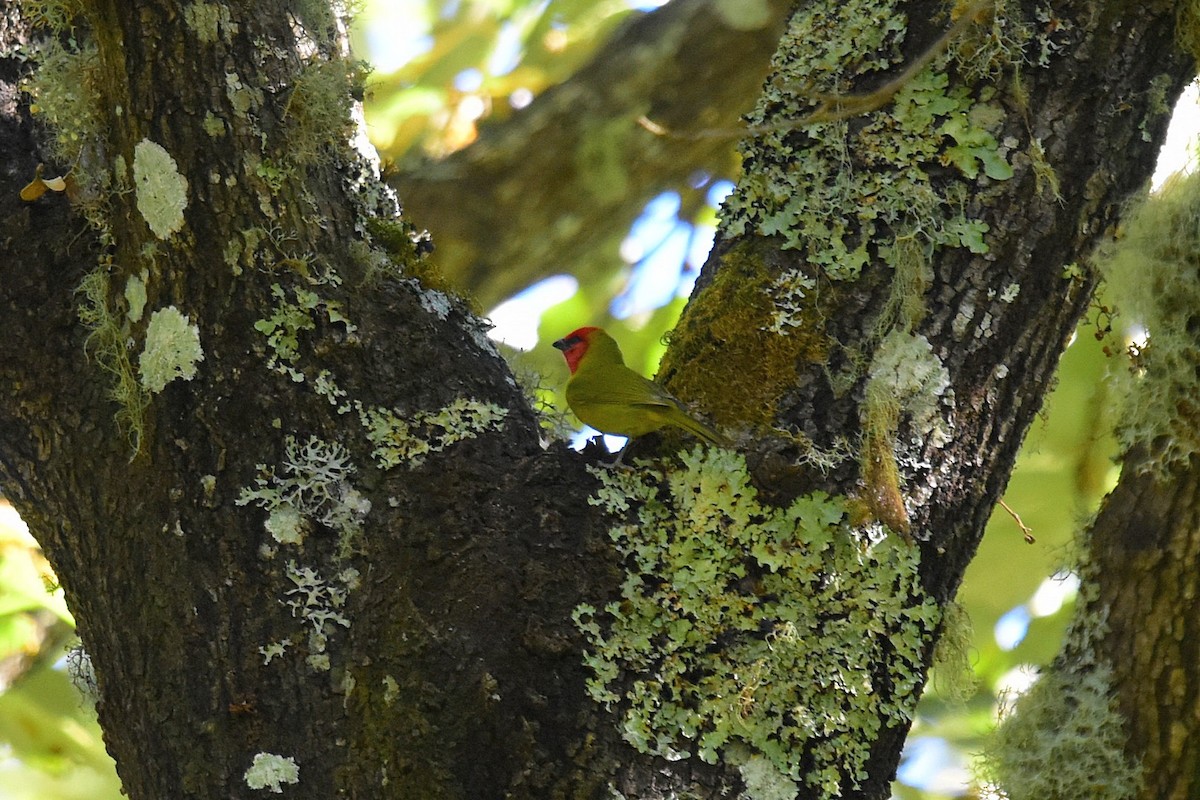 Red-headed Tanager - ML45264451