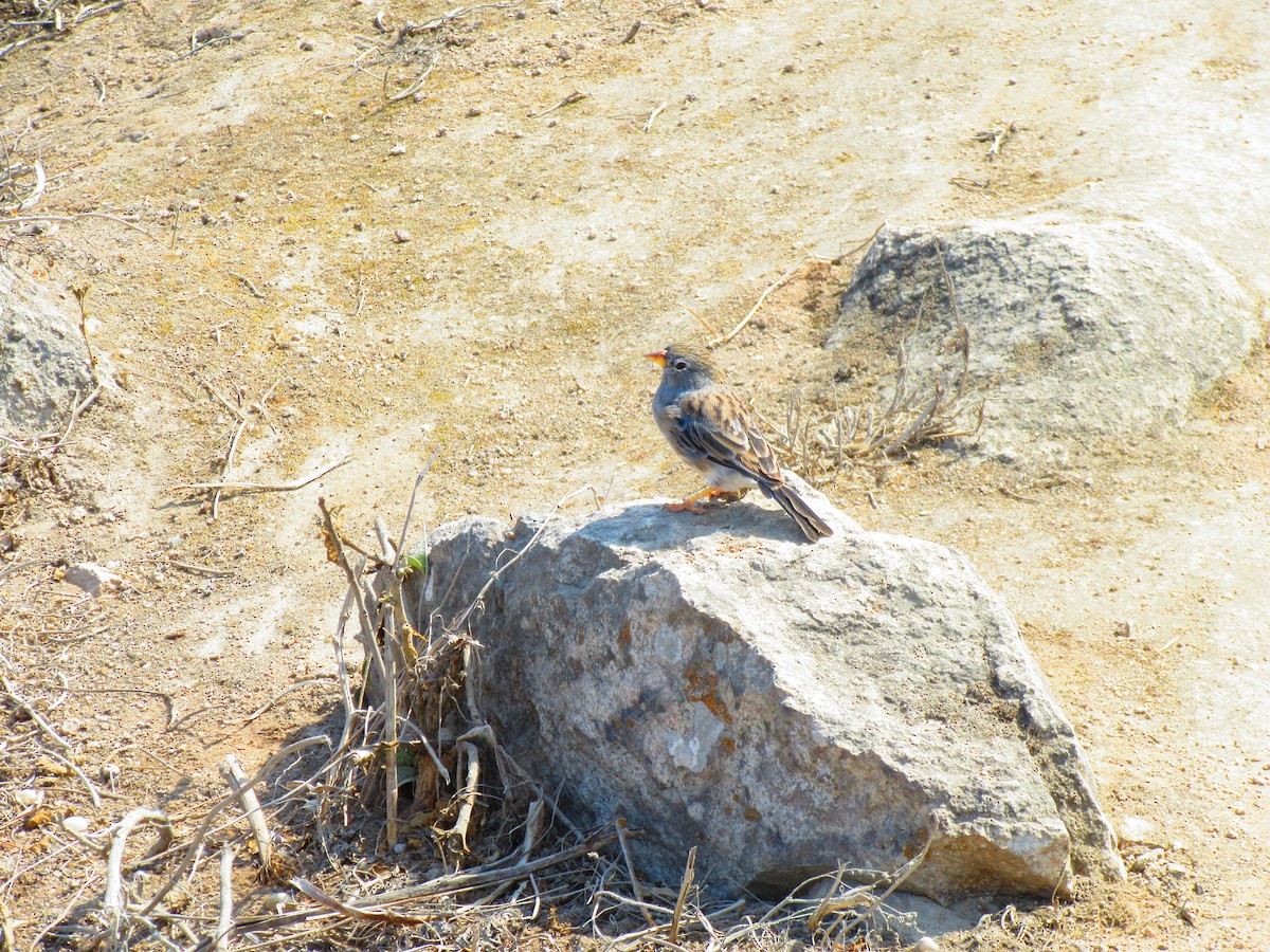 Band-tailed Sierra Finch - juan pinto alfaro