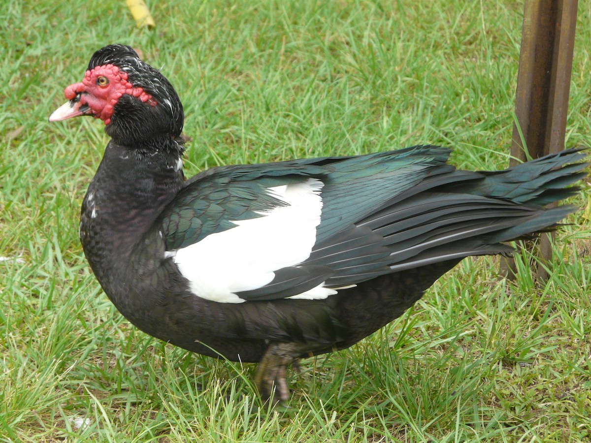 Muscovy Duck (Domestic type) - ML452649661