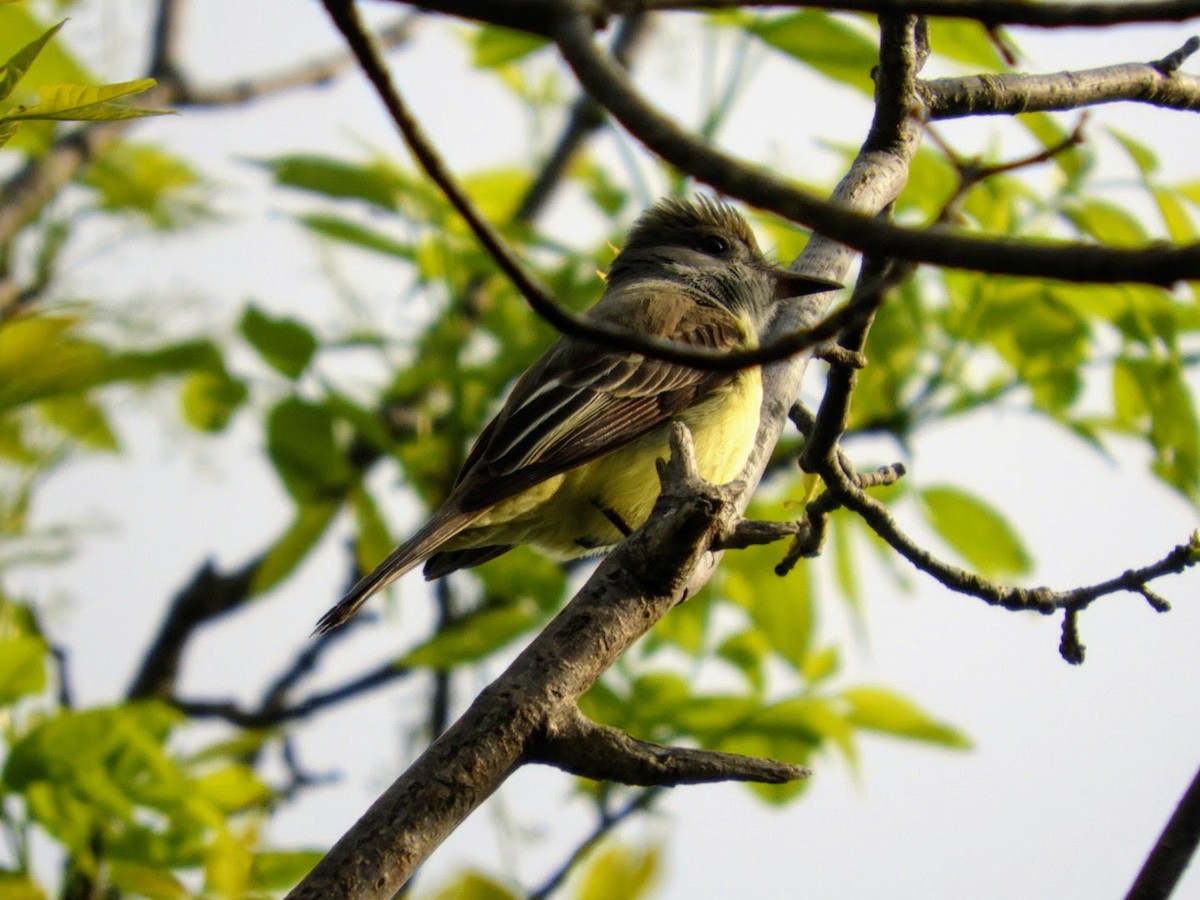 Great Crested Flycatcher - ML452650011