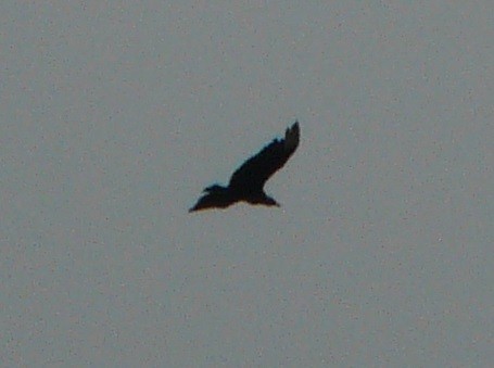 Black Vulture - ML452653501