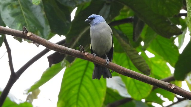 Yellow-winged Tanager - ML452654571