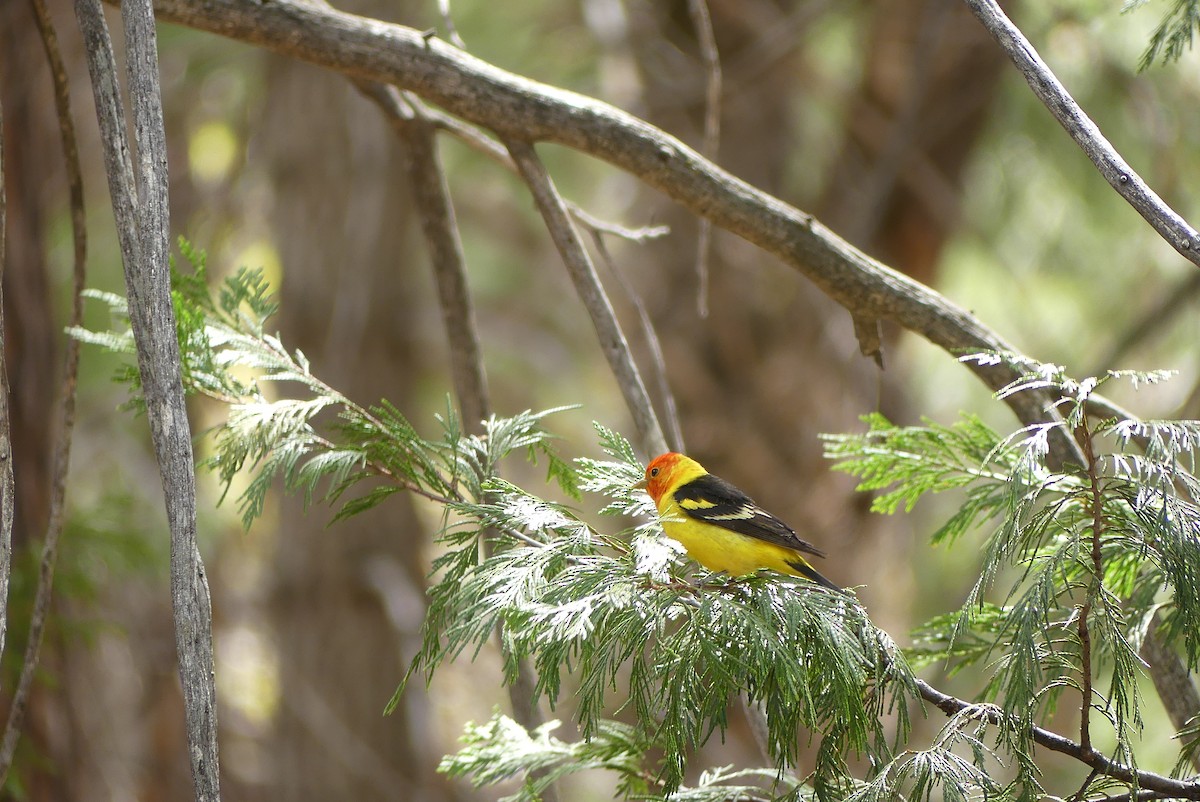 Western Tanager - ML452658481