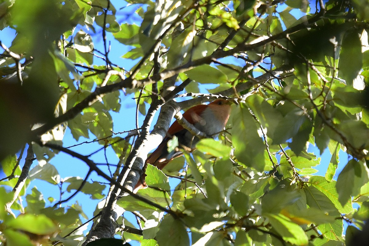 Squirrel Cuckoo - ML45266471