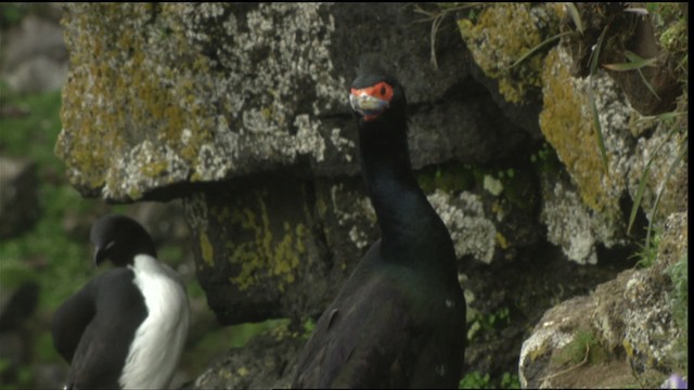 Red-faced Cormorant - ML452665