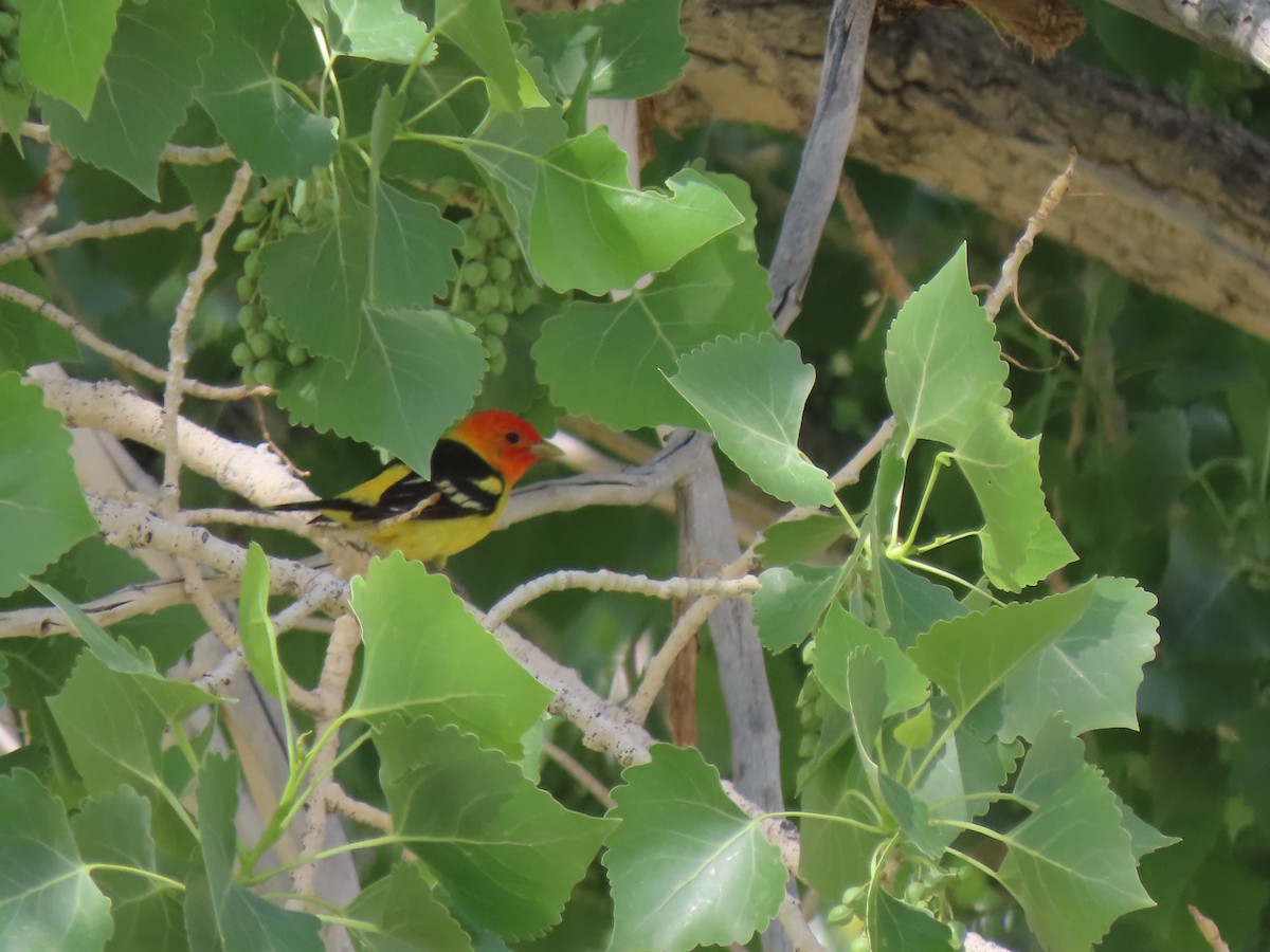 Western Tanager - ML452670041