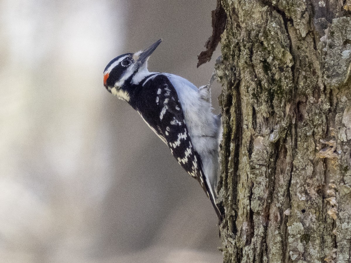 Hairy Woodpecker (Eastern) - Steven Hunter