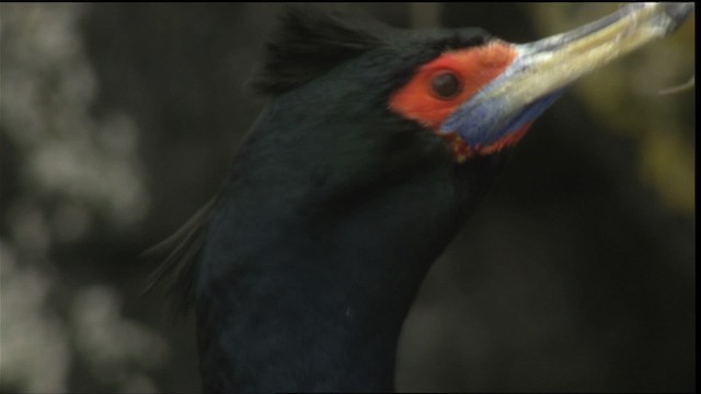 Red-faced Cormorant - ML452672