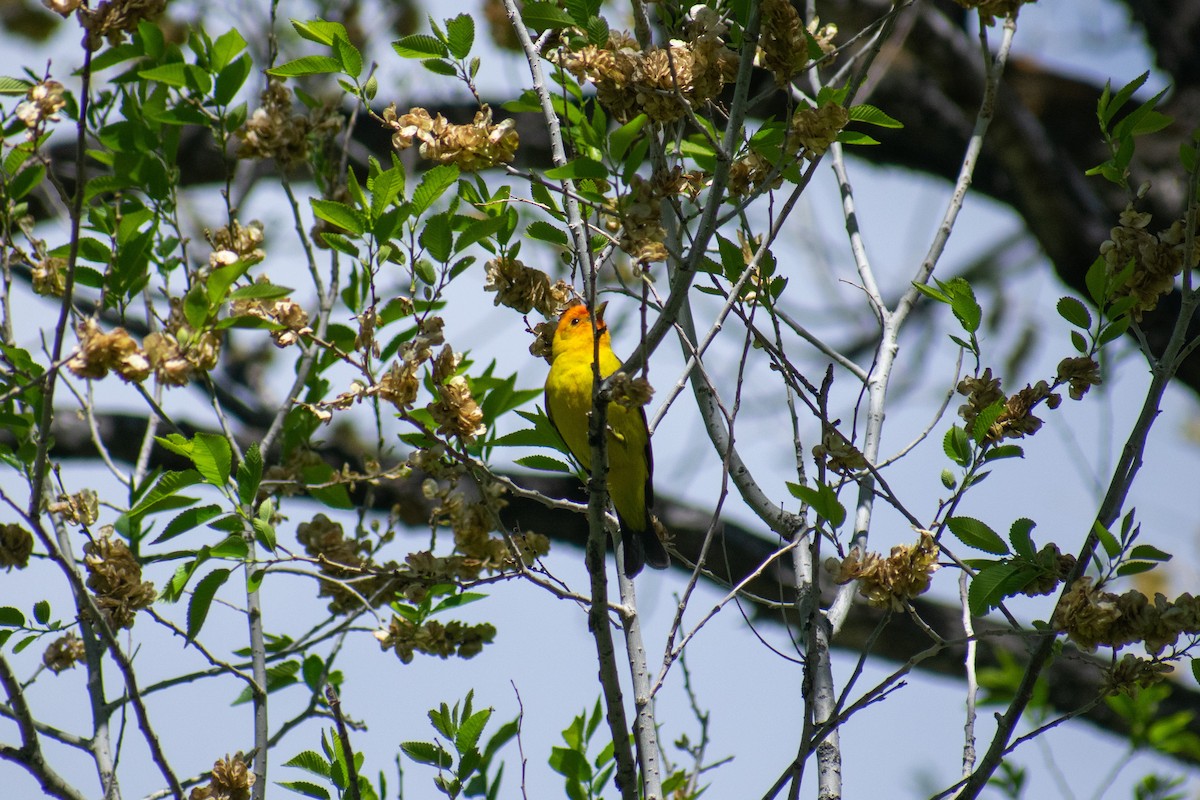 Western Tanager - ML452673191