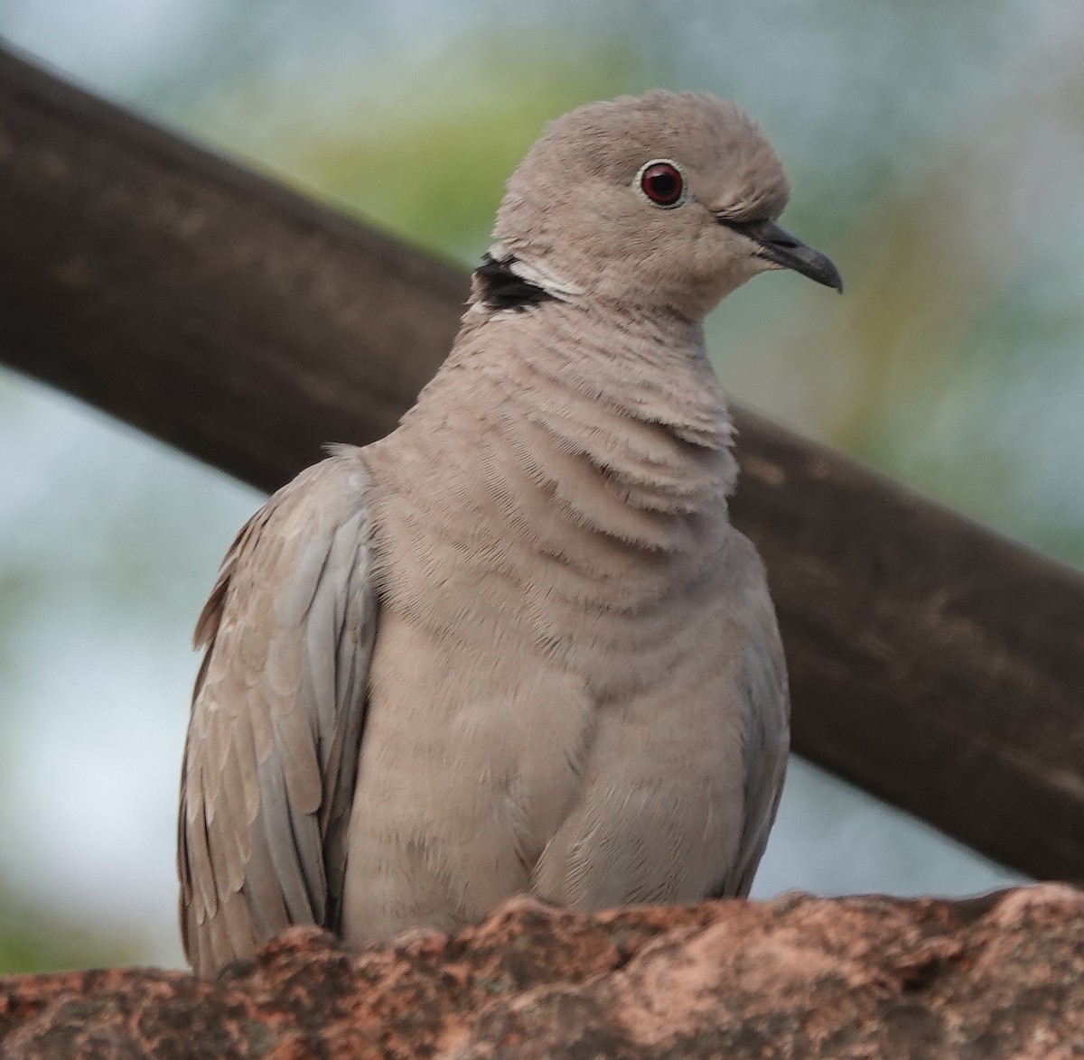 Eurasian Collared-Dove - Stray Feather