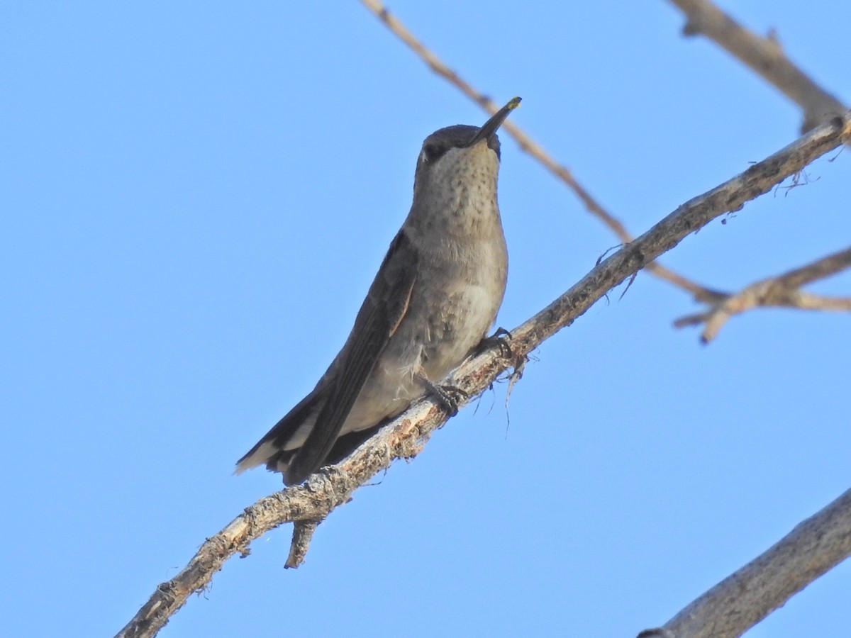 Black-chinned Hummingbird - ML452679801