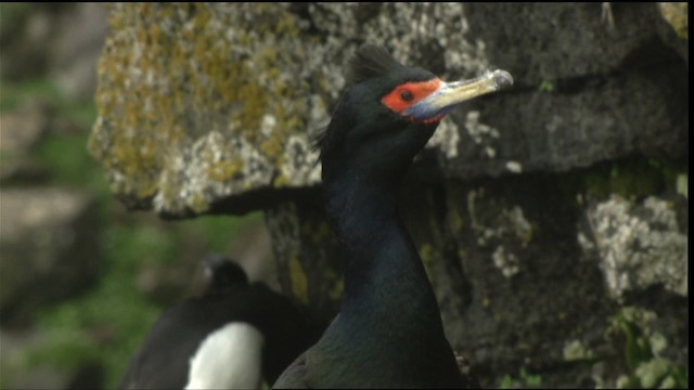 Red-faced Cormorant - ML452685