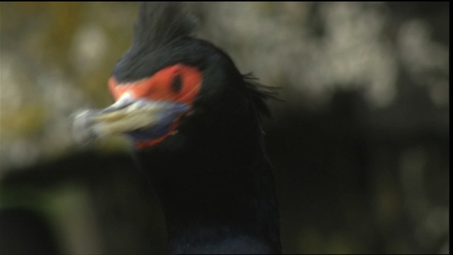 Red-faced Cormorant - ML452687