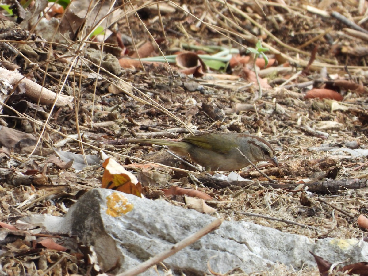 Olive Sparrow (Pacific) - ML452687811