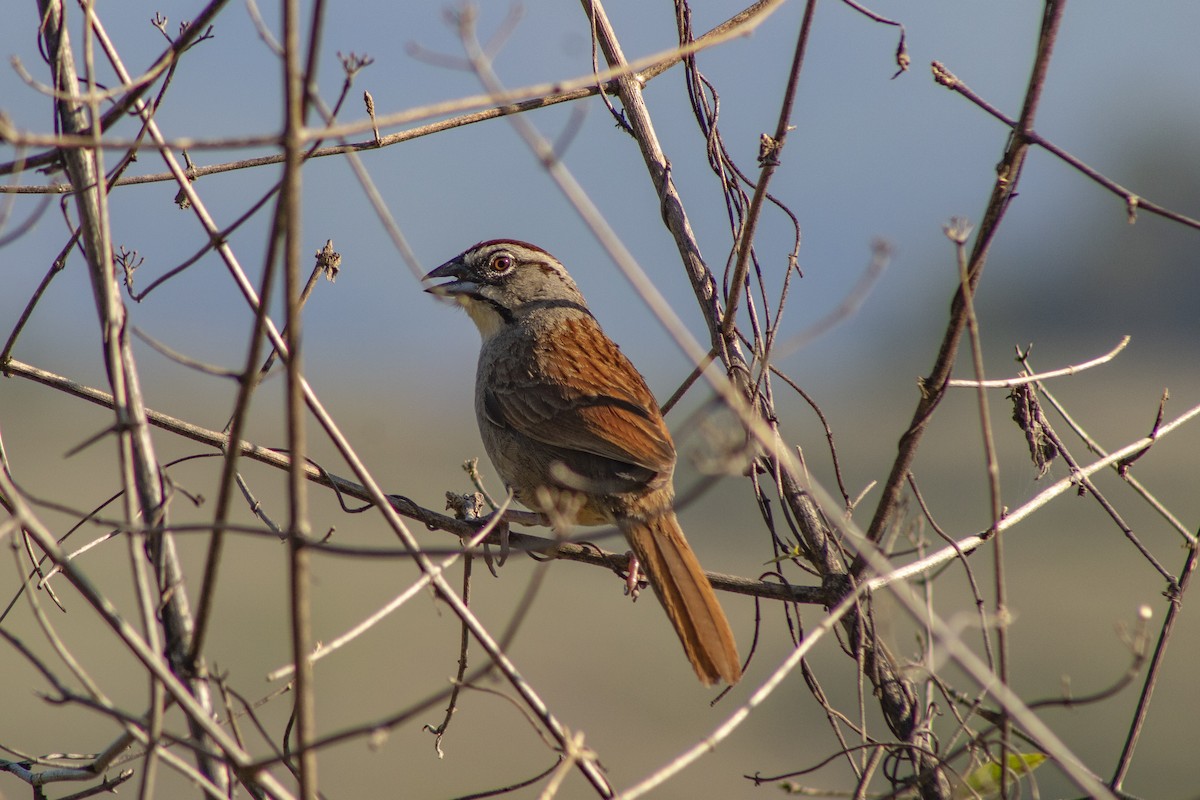 Rusty Sparrow - Josué Machado