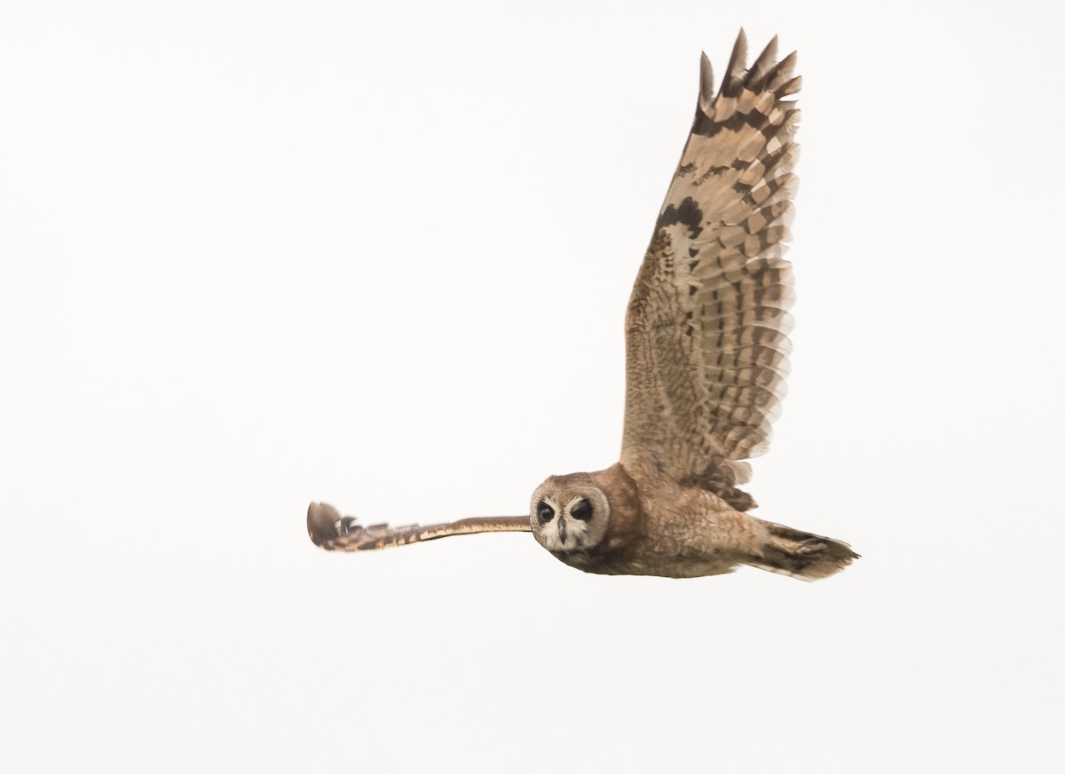 Marsh Owl - John Sterling
