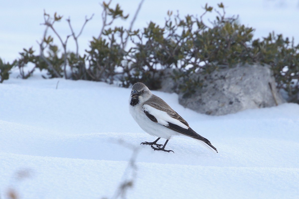White-winged Snowfinch - ML452699111