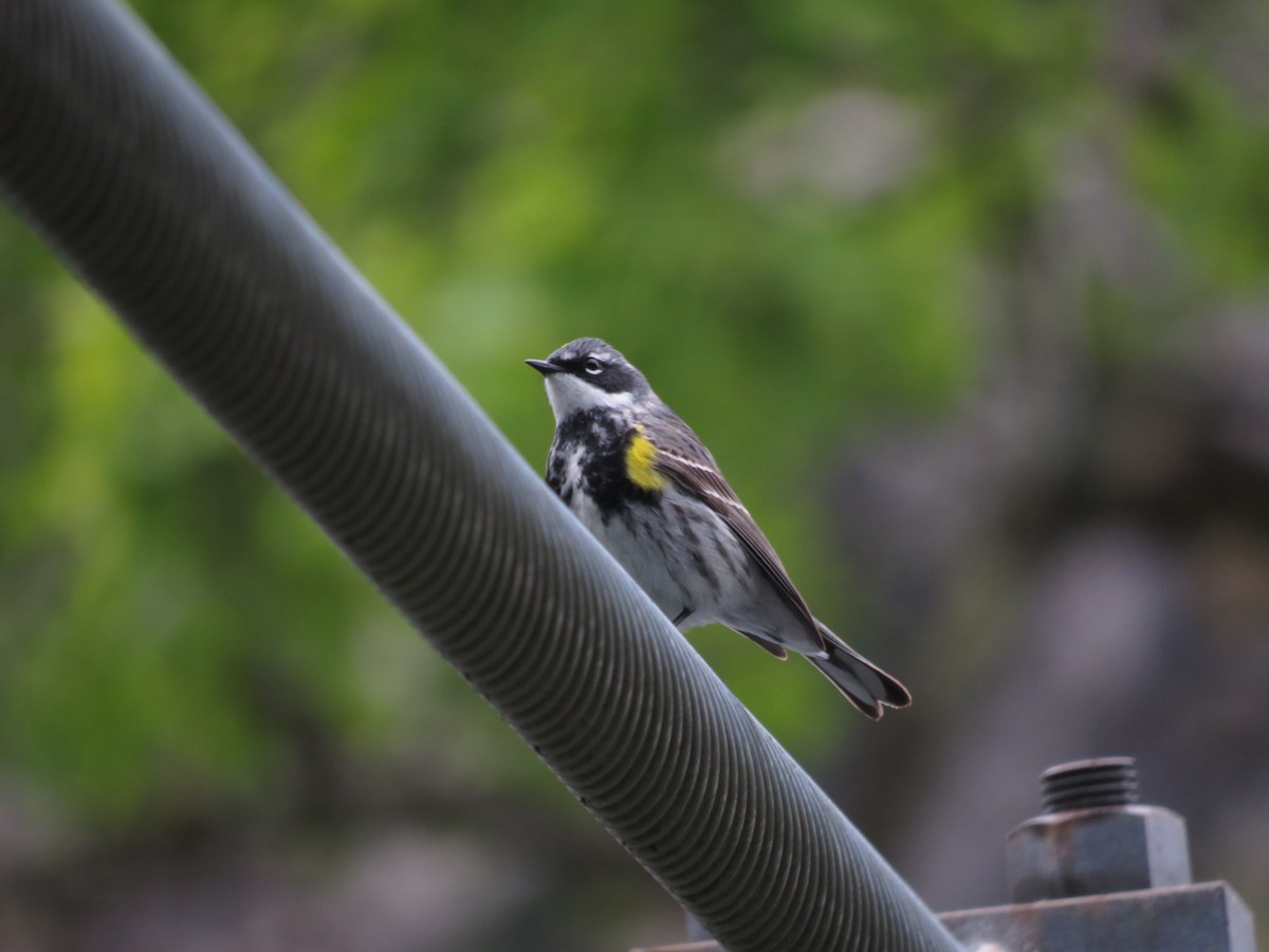 Yellow-rumped Warbler (Myrtle) - Levi Grudzinski