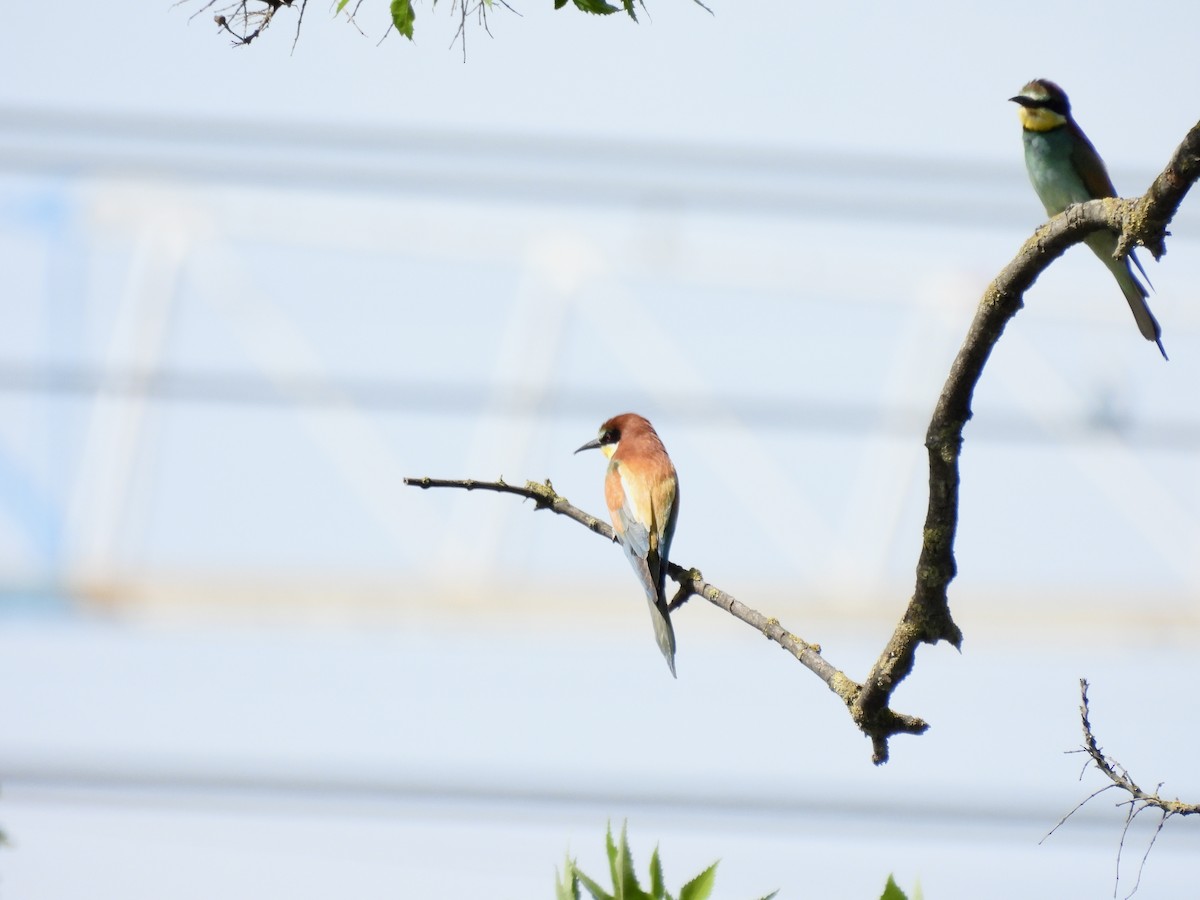 European Bee-eater - ML452700531