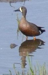 Blue-winged Teal - ML45270891
