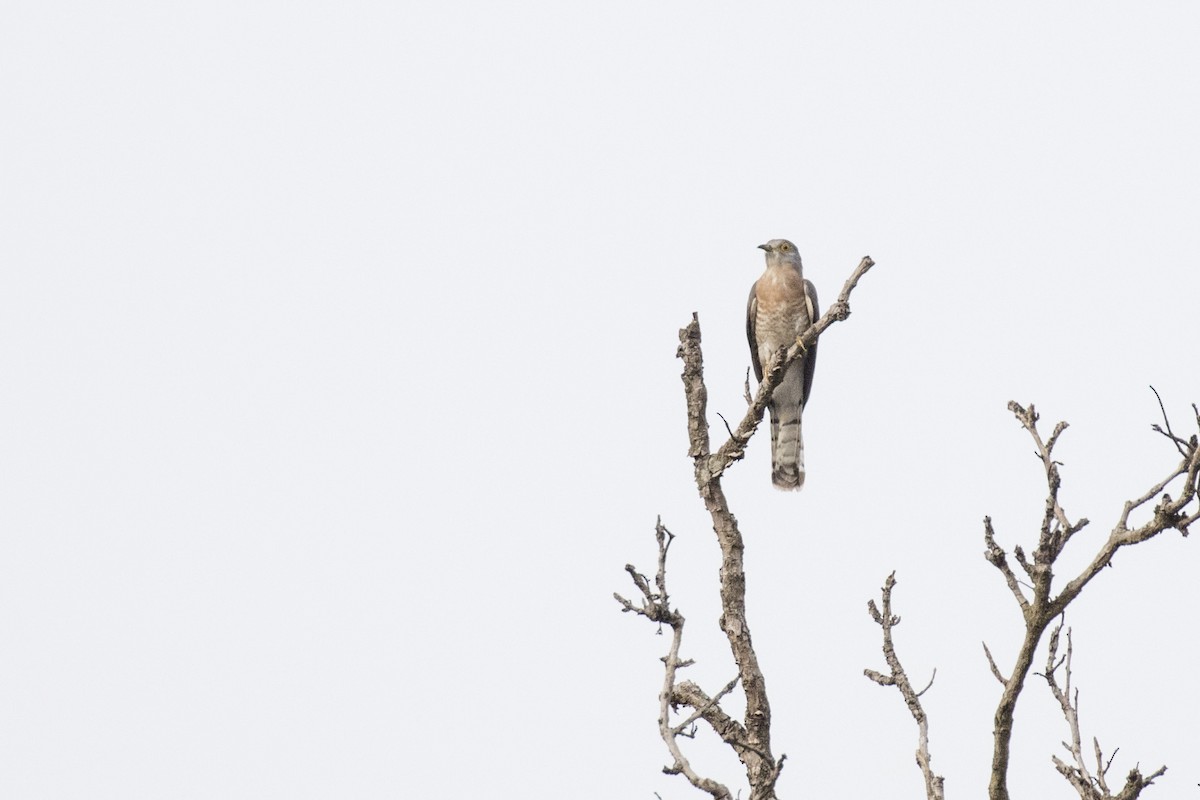 Common Hawk-Cuckoo - ML452710671