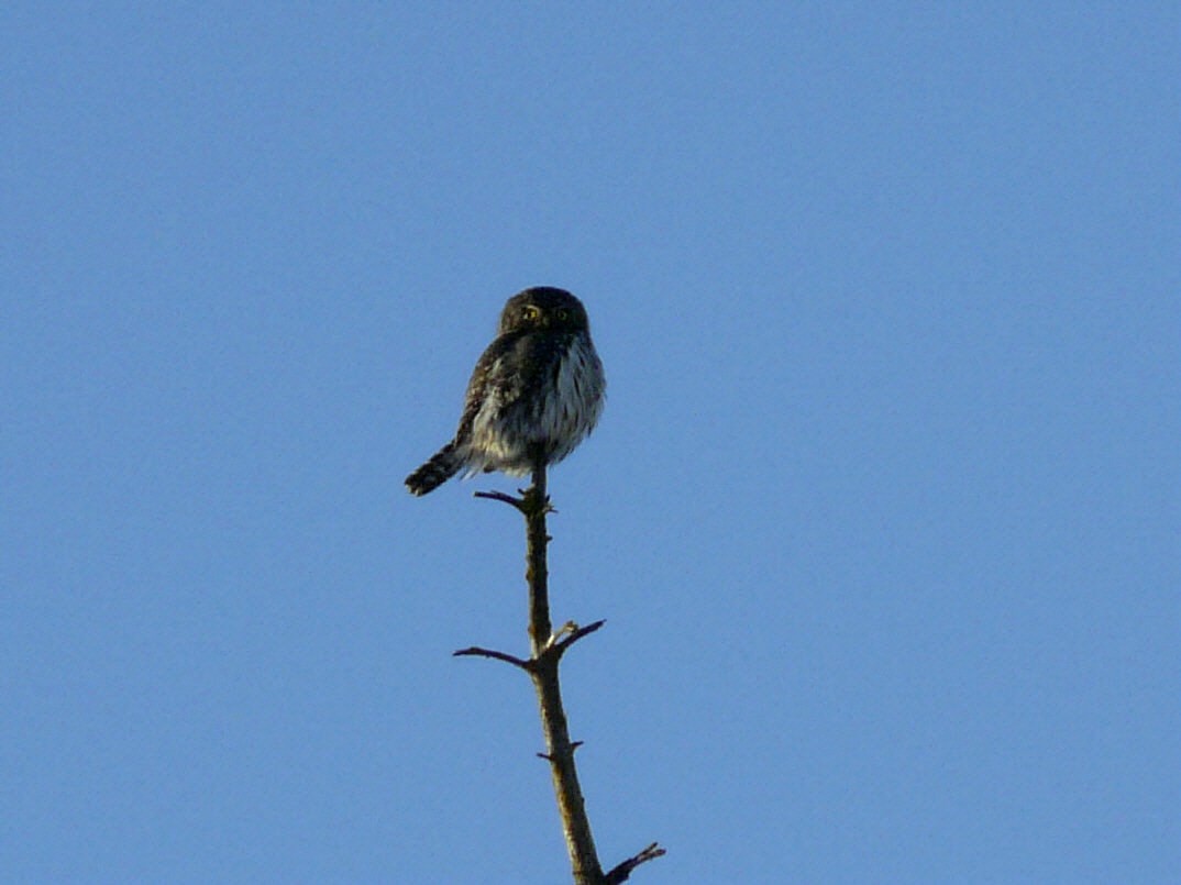 Northern Pygmy-Owl - ML45271201