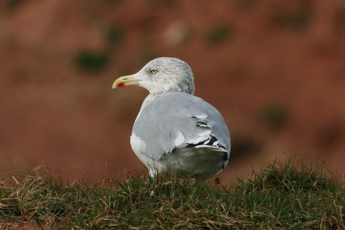 Herring Gull (European) - ML452712141