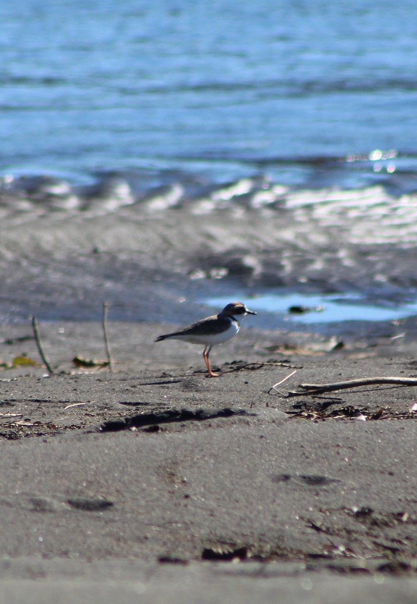 Collared Plover - ML452718611