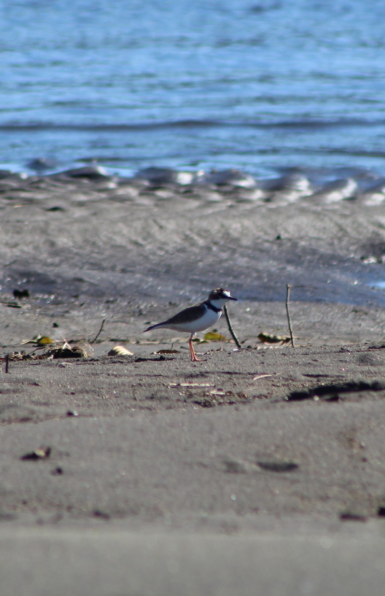 Collared Plover - ML452718631