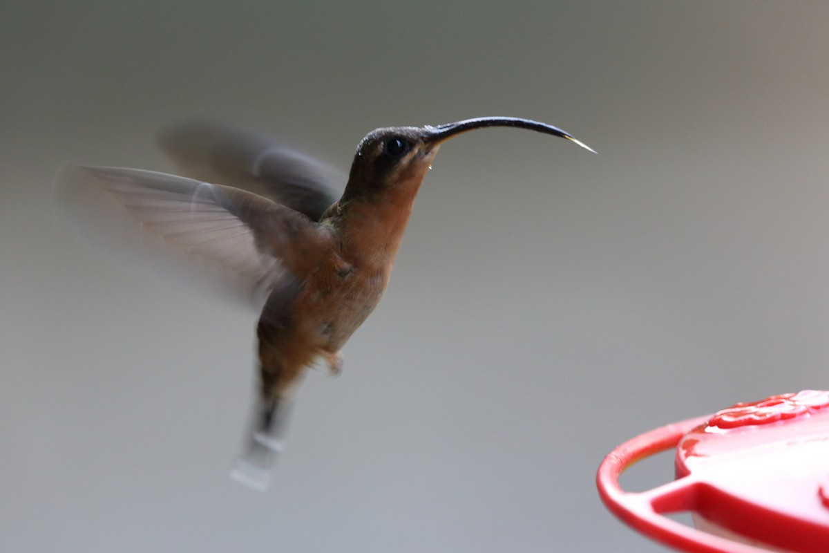 Rufous-breasted Hermit - ML45272641