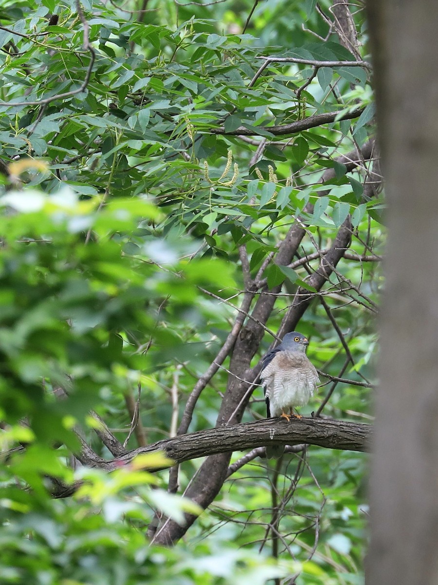 Chinese Sparrowhawk - ML452728841