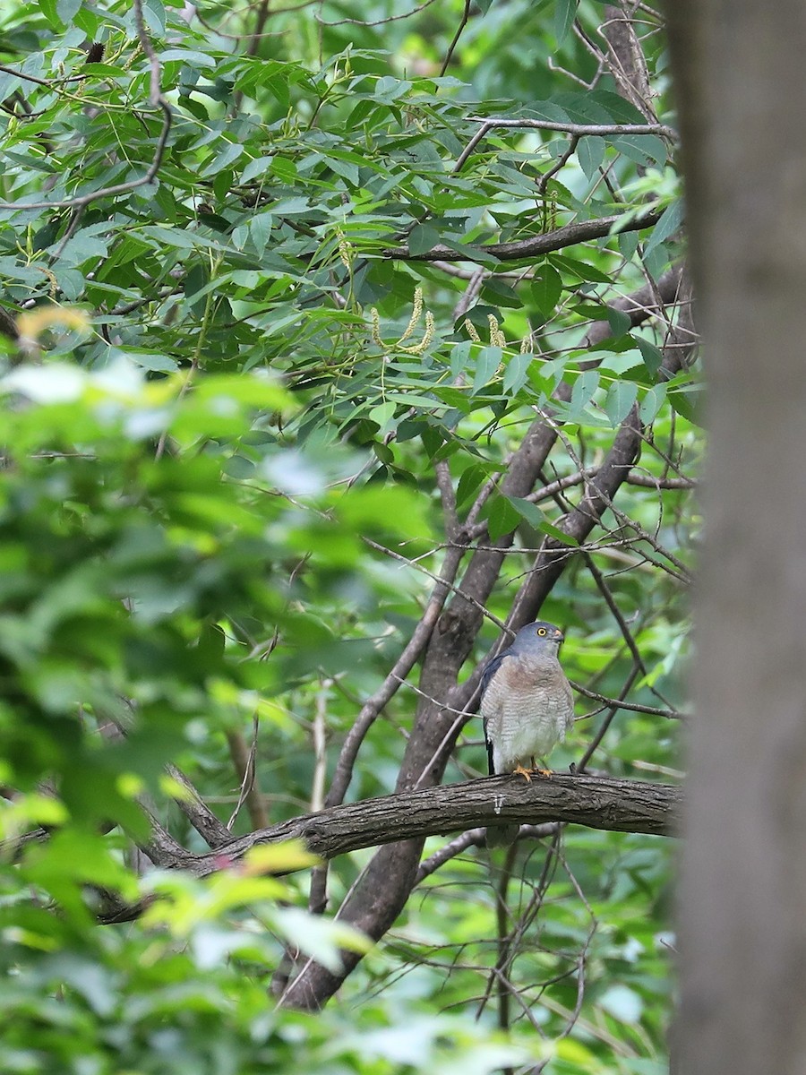 Chinese Sparrowhawk - ML452728871