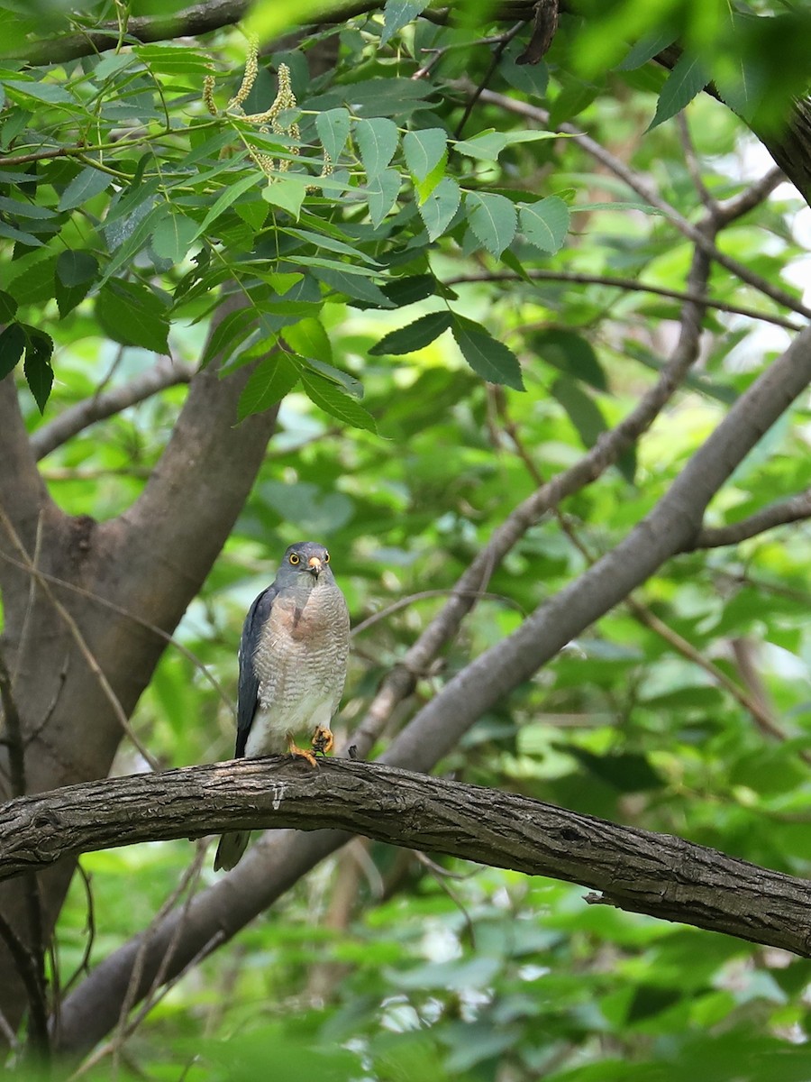 Chinese Sparrowhawk - ML452728911