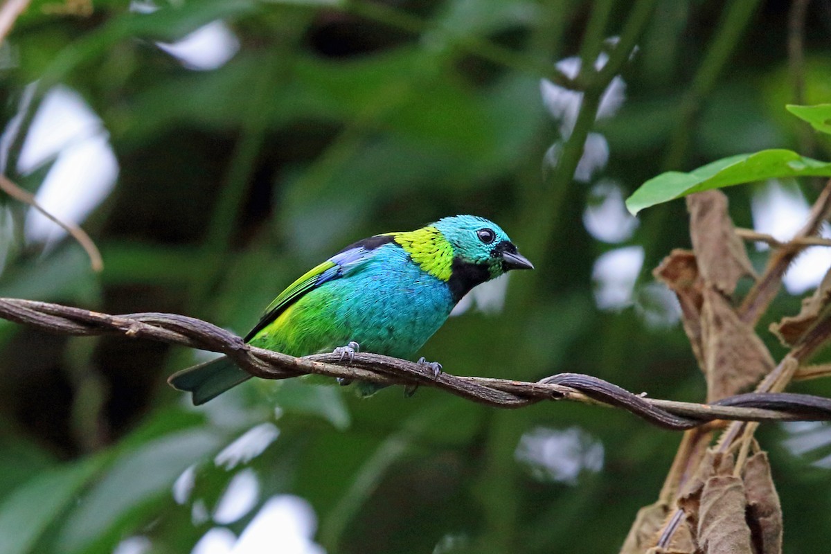 Green-headed Tanager - ML45272971