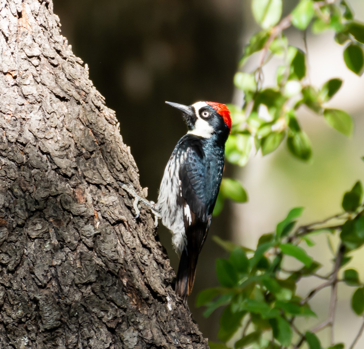 Acorn Woodpecker - ML452729711