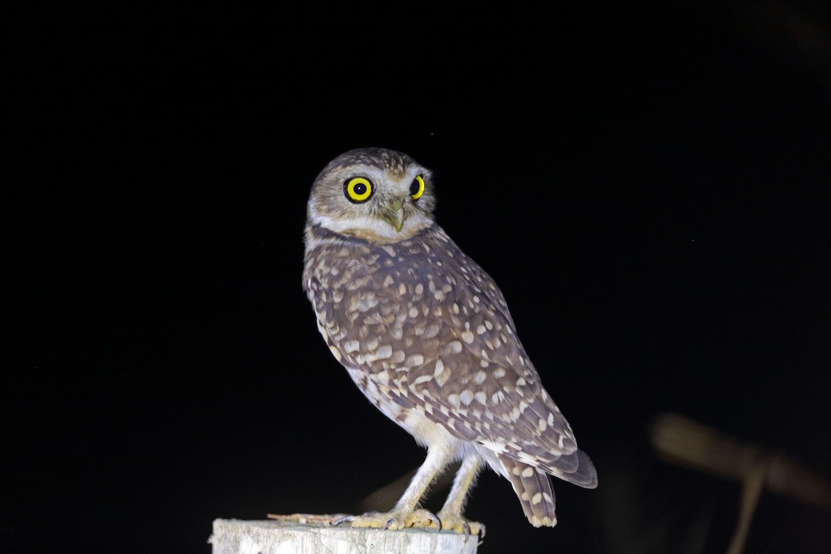 Burrowing Owl - ML45272981
