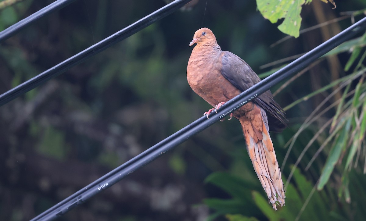 Philippine Cuckoo-Dove - ML452729901