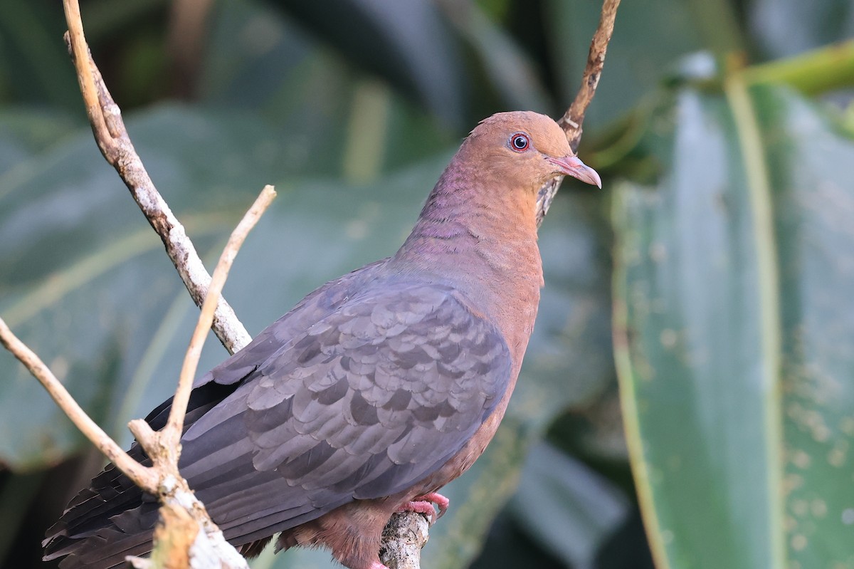 Philippine Cuckoo-Dove - ML452729941